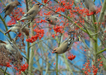 Waxwings