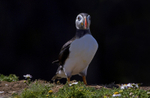Puffin