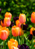 Floral2-8