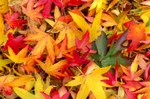 z2297 Colours of Autumn