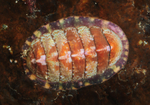 Tonicella marmorea