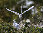 Great Egret takes off, Venice Rookery, Florida