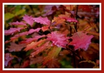 Quercus rubra
