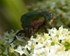 20110614-IMG_5786