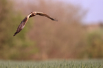 Western Marsh Harrier (male) hunting over reedbed, Montgai, Spain