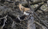 Hoopoe