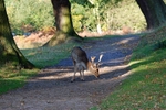 Fallow Deer
