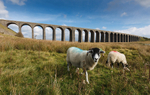 Inquisitive Sheep