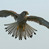 Kestrel Flying