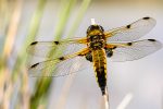 Male Four spot chaser