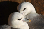 Fulmars