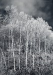 Last Gasp of Winter