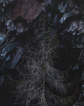 Dead Tree