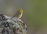 Serin