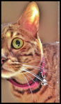 CatSitter-Kensington