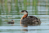 Red-necked Grebe & two chicks, Minnesota