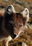 Arctic fox 7602