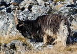 Mountain Goat portfolio