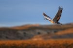 Calling Sandhill Crane in flight, Bosque del Apache, New Mexico