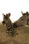 _84Y1211 Amboseli