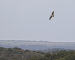 Osprey with fish, Arne RSPB Reserve, Dorset