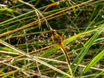 Ruddy Darter