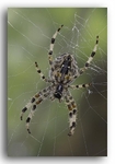 1606 spider