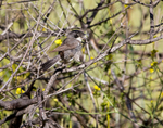 Orphean Warbler