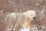 Sleeping Polar Bear in willow, Churchill, Canada