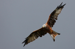 Red Kite in flight North Wales