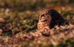 FLB055: Burrowing owl