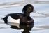 Tufted Duck