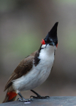 Red whiskered bulbul