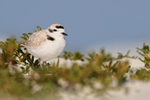 Snowy Plover, Fort De Soto Park, Florida