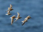Dunlin in flight at Farmoor