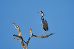 Black-headed Heron