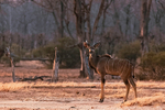 Kudu