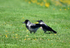 Hooded Crow