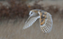 Barn owl