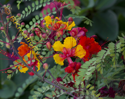 Floral 073