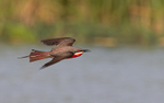 Rosy bee-eater