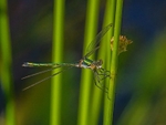 Emerald Damselfly