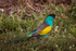 Hooded Parrot
