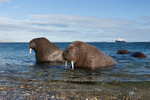 Curious Walrus