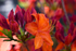 Orange Rhododendron - DSC_7467_00040