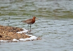 Black-tailed Godwit