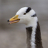 Bar-headed Goose close-up near Thalkirchen