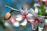 Almond Blossom and Nut