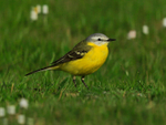 Channel Wagtail near the treatment works at Farmoor