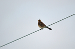 Fieldfare
